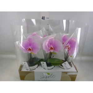 Phalaenopsis   ...rose