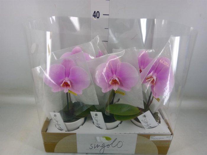 <h4>Phalaenopsis   ...rose</h4>