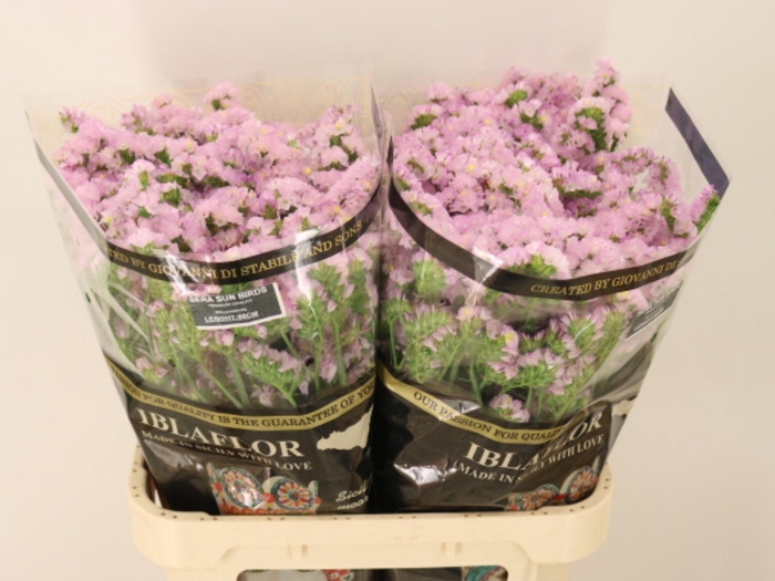 <h4>LIM S SERA SUN BIRDS</h4>