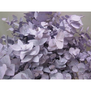 Euc Cinerea Licht Milka