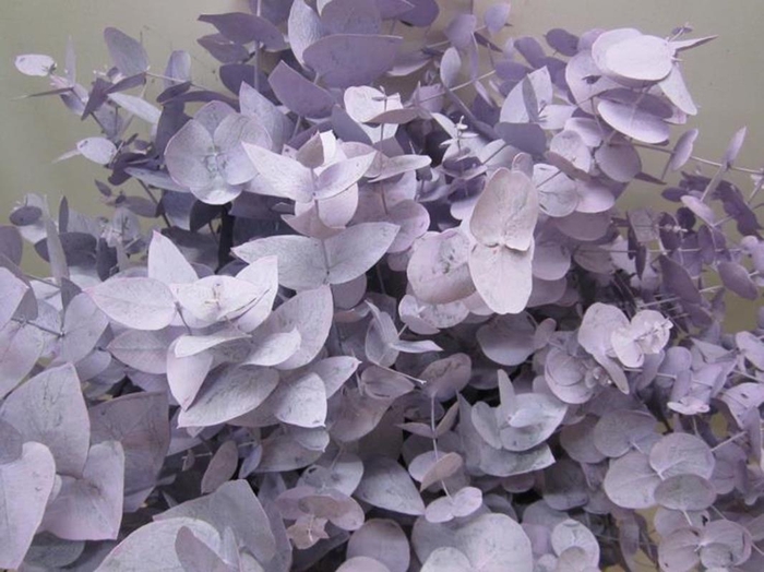 <h4>Euc Cinerea Licht Milka</h4>