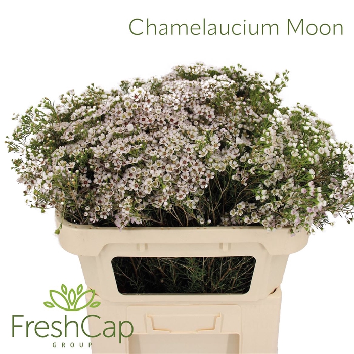 <h4>Chamelaucium Moon</h4>