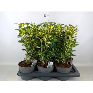 Euonymus japon. 'Aureus'