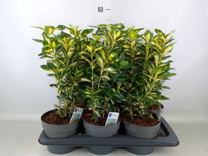 <h4>Euonymus japon. 'Aureus'</h4>