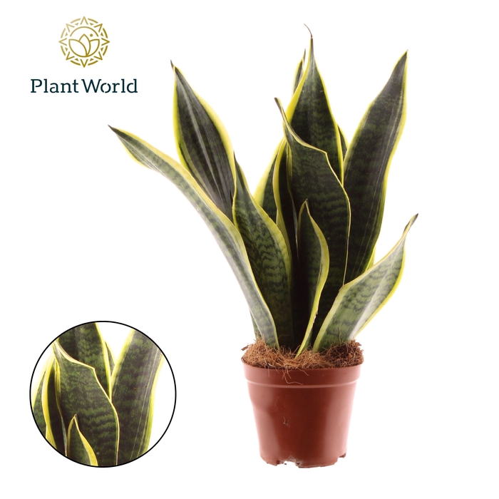 <h4>Sansevieria Futura Superba Decorum</h4>