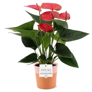 Anthurium Sweet Dream in Pure Terra Cotta ceramics