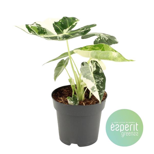 <h4>Alocasia micholitziana Frydek Variegata</h4>