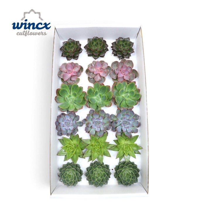 <h4>Echeveria Autumn Mix (Wincx) Cutfl (6 Spcs)</h4>