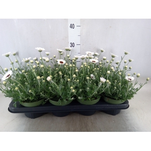 Rhodanthemum  'Casablanca'