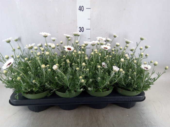 <h4>Rhodanthemum  'Casablanca'</h4>