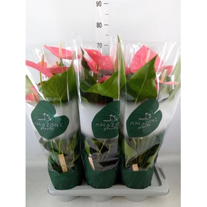 Anthurium andr. 'Colorado'