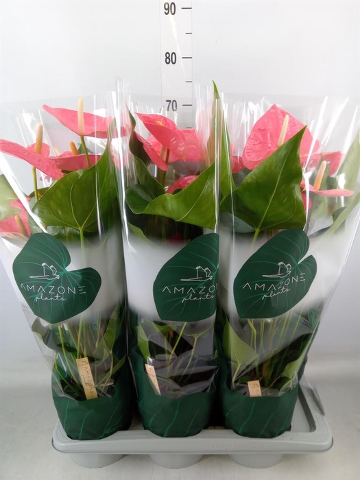 <h4>Anthurium andr. 'Colorado'</h4>