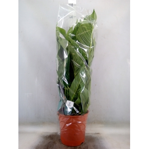 Spathiphyllum  'Sweet Lauretta'