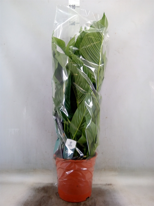 <h4>Spathiphyllum  'Sweet Lauretta'</h4>