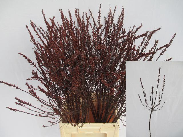 <h4>MYRICA GALE</h4>