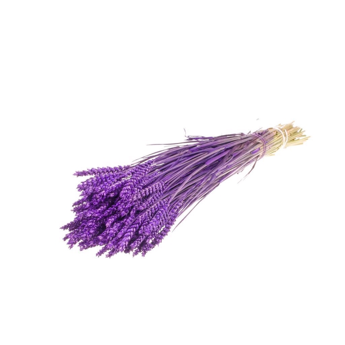 Tarwe purple