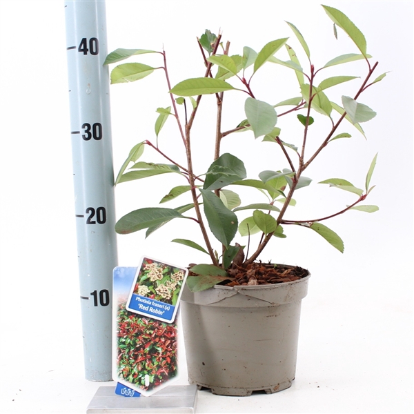 <h4>Photinia fraseri 'Red Robin'</h4>