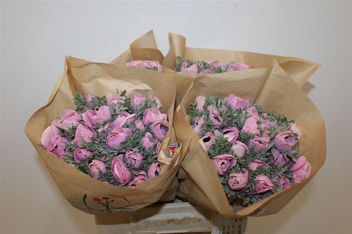 <h4>Anem Marianne Powder Pink</h4>