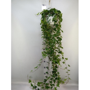 Hedera helix 'Pittsburgh'