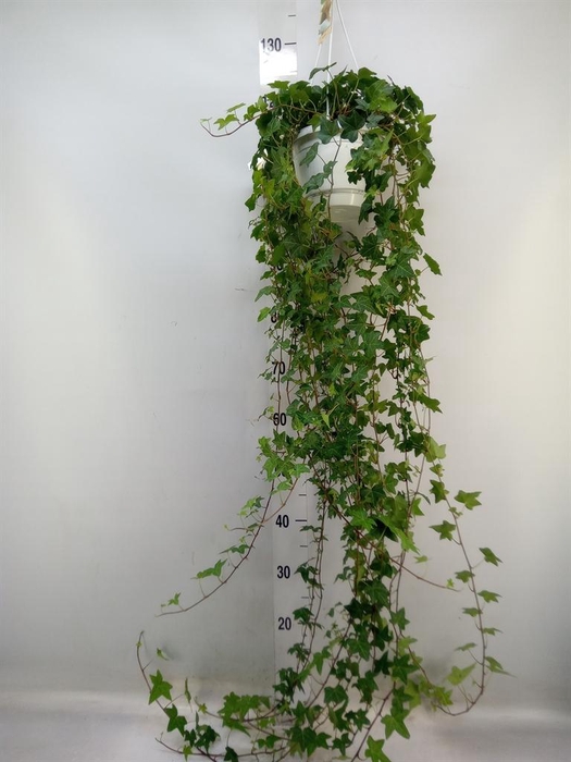 <h4>Hedera helix 'Pittsburgh'</h4>