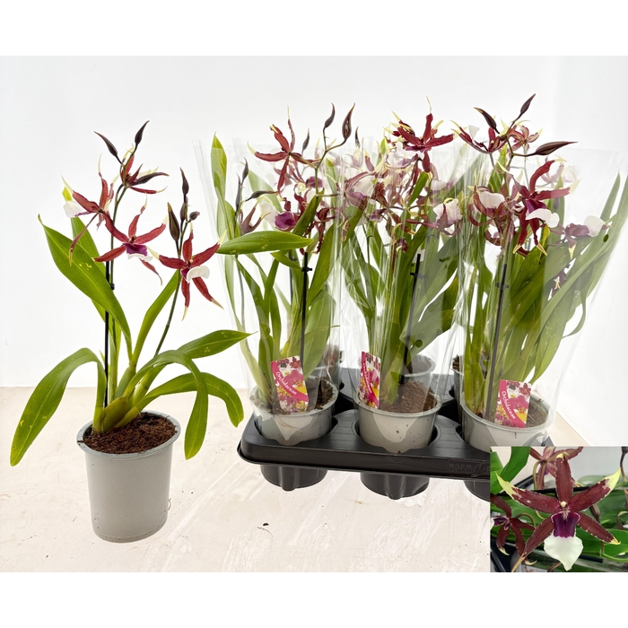 <h4>BEALLARA EUROSTAR</h4>