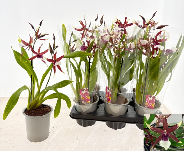 <h4>BEALLARA EUROSTAR</h4>