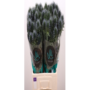 ERYN SCORPIU QUESTAR