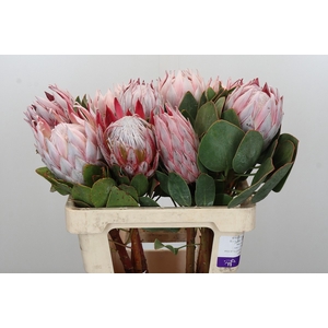 PROTEA CYNAROIDES