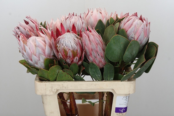 <h4>PROTEA CYNAROIDES</h4>