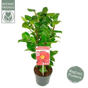 Camellia jap. 'Dr King'