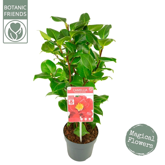 <h4>Camellia jap. 'Dr King'</h4>