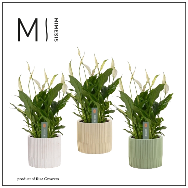 <h4>Spathiphyllum 'Bellini'</h4>