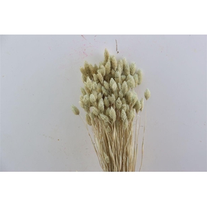 Dried Phalaris X5 Frosted White Bunch