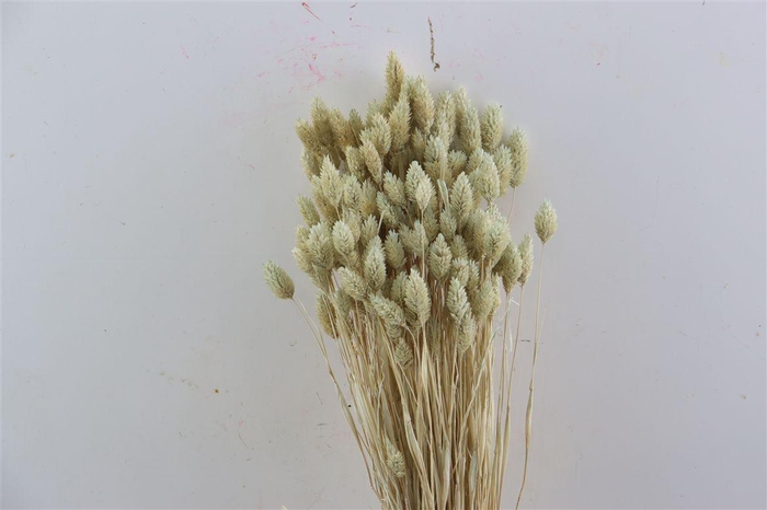 Dried Phalaris X5 Frosted White Bunch