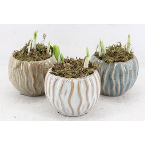 arr4 Narcis FL - Squiggle pot x9