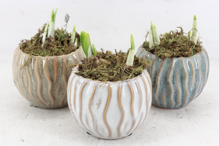 <h4>arr4 Narcis FL - Squiggle pot x9</h4>