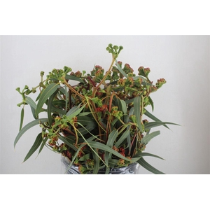 Euca Cardinale P Bunch