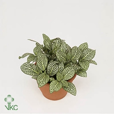 Fittonia verschaf. 'White Angel'