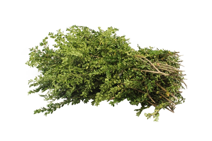 <h4>Buxus Pak</h4>