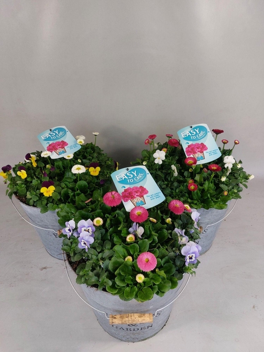 <h4>VIO CORNUTA</h4>