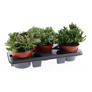 Crassula   ...mix