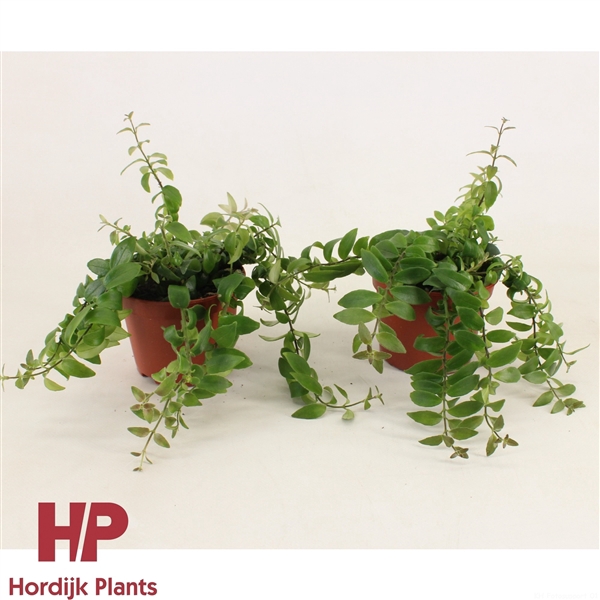 <h4>P12 cm - Aeschynanthus Rasta</h4>
