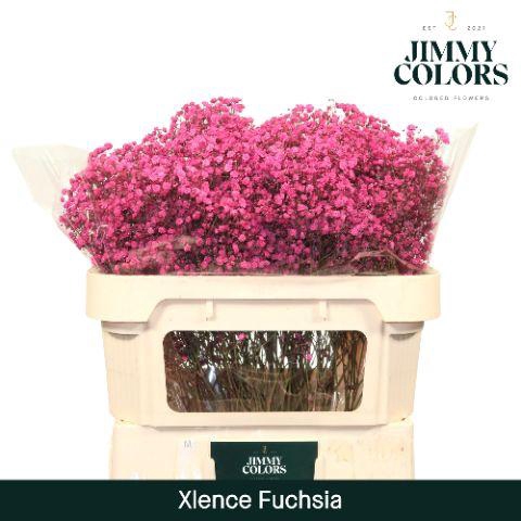 <h4>Gyps Xlence l70 Fuchsia</h4>