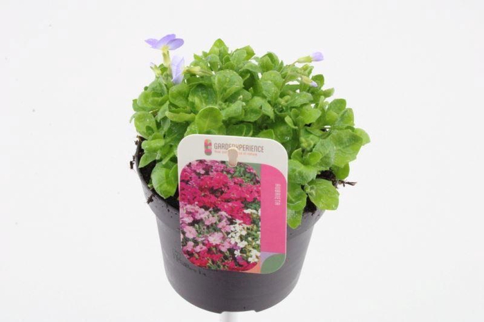 <h4>Aubrieta Little Gem</h4>