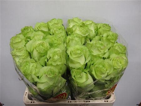 <h4>R GR LEMONADE</h4>