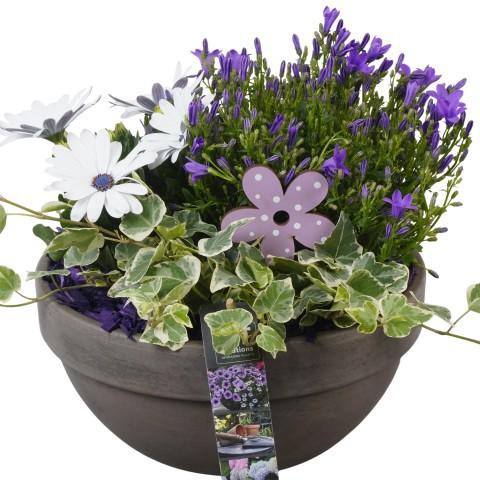<h4>PTPP6930 Arrangement Patio in terracotta schaal</h4>