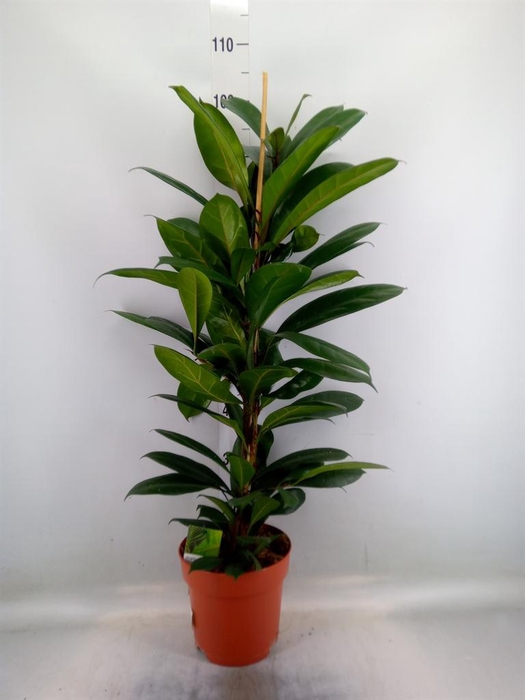 <h4>Ficus ...</h4>