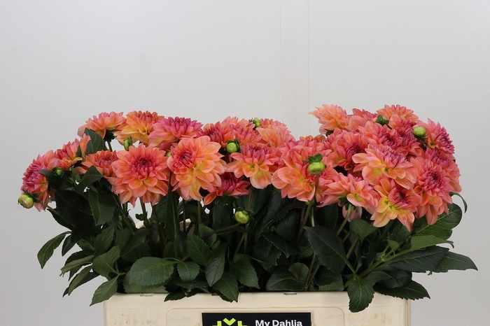 <h4>Dahlia Chanel</h4>