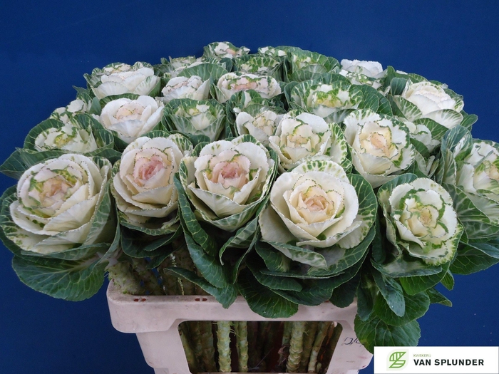 <h4>BRASS WHITE CRANE</h4>