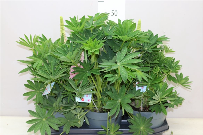 <h4>Lupinus Gallery Gemengd</h4>
